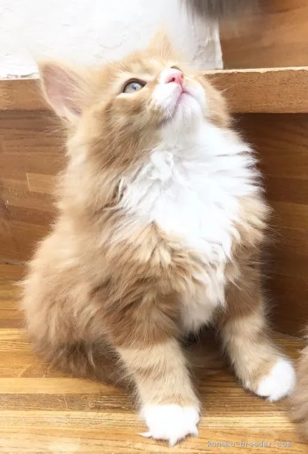 ID：2004-00690の子猫