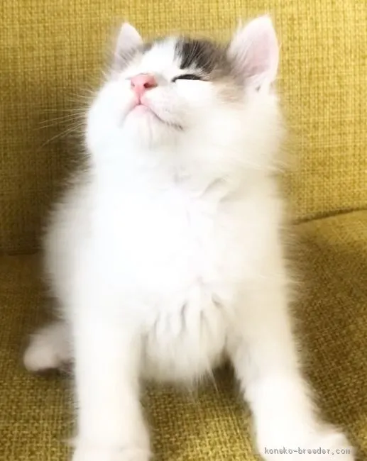 ID：2007-01090の子猫