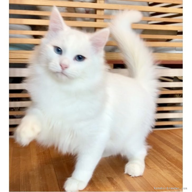 cat_img_1_f9abdd5cb1a0.jpg