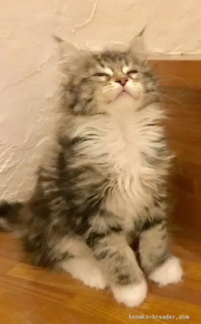 ID：1905-00816の子猫