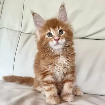 スペイン発送 MANGO ダイカット子猫靴 選べるカラー 今季新作 マンチカン 】横浜の短足スター誕生！クリームカラーの女の子を