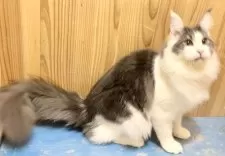 メインクーン【和歌山県・男の子・2025年3月18日・ブルーマッカレルタビー&ホワイト】の写真10