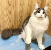 メインクーン【和歌山県・男の子・2025年3月18日・ブルーマッカレルタビー&ホワイト】の写真11