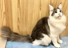 メインクーン【和歌山県・男の子・2025年3月18日・ブルーマッカレルタビー&ホワイト】の写真12