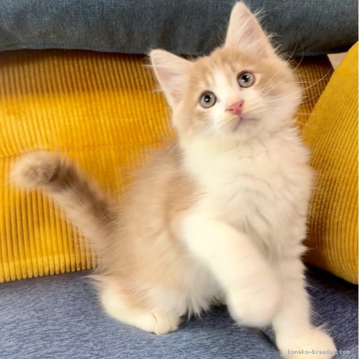 ブリーダー画像