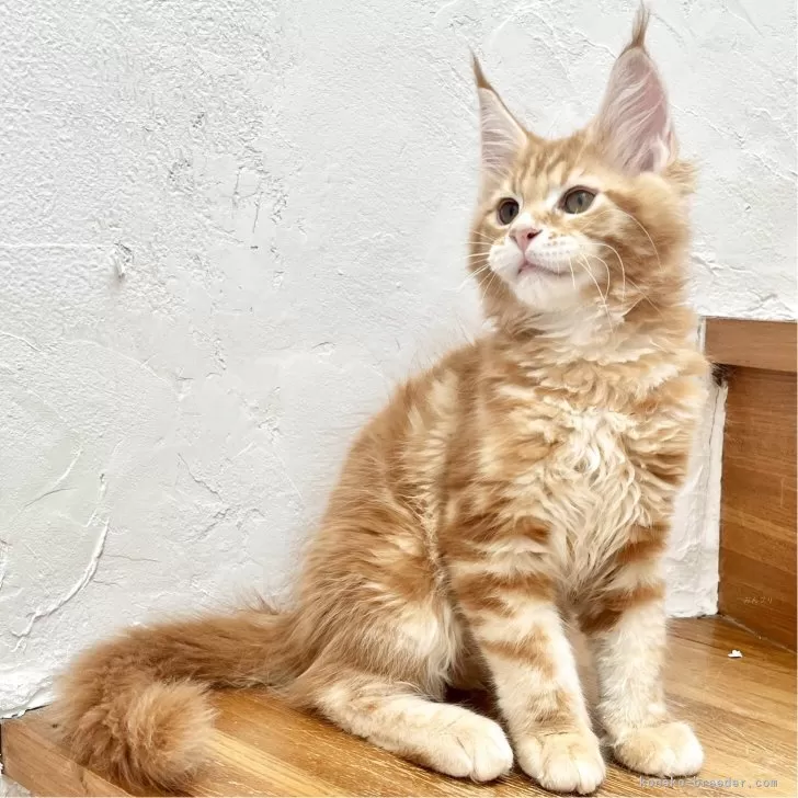 ID：2506-02901の子猫