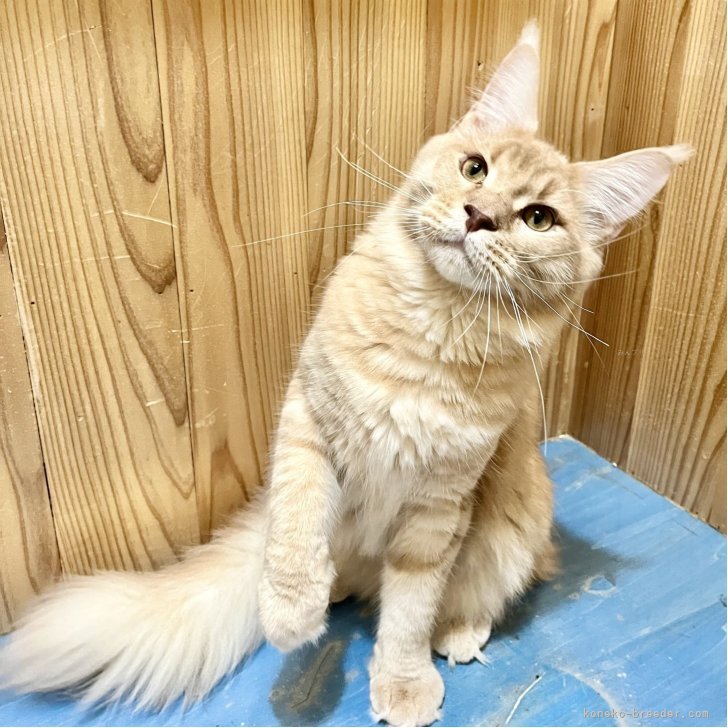 ブリーダー画像