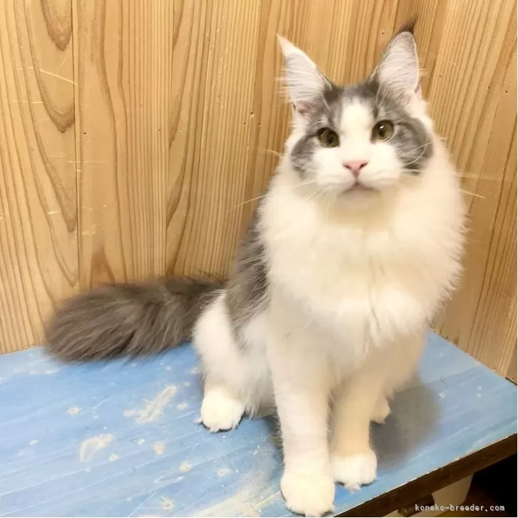 メインクーン【和歌山県・男の子・2025年3月18日・ブルーマッカレルタビー&amp;ホワイト】の写真1