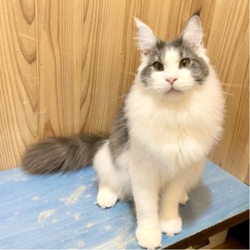 メインクーン【和歌山県・男の子・2025年3月18日・ブルーマッカレルタビー&ホワイト（そろそろ冬毛になってきます✨）】の写真「激甘マスクのSweet Boy 💕」