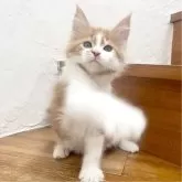 メインクーン