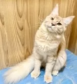 メインクーン【和歌山県・男の子・2025年2月24日・クリームマュカレルタビー】の写真2