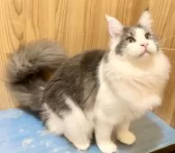 メインクーン【和歌山県・男の子・2025年3月18日・ブルーマッカレルタビー&ホワイト】の写真3