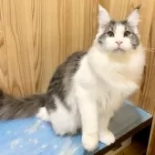 メインクーン【和歌山県・男の子・2025年3月18日・ブルーマッカレルタビー&ホワイト】の写真4