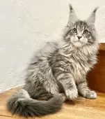 メインクーン【和歌山県・男の子・2025年9月9日・ブルーマッカレルタビー】の写真4