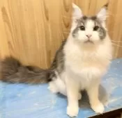 メインクーン【和歌山県・男の子・2025年3月18日・ブルーマッカレルタビー&ホワイト】の写真5