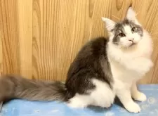 メインクーン【和歌山県・男の子・2025年3月18日・ブルーマッカレルタビー&ホワイト】の写真6