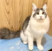 メインクーン【和歌山県・男の子・2025年3月18日・ブルーマッカレルタビー&ホワイト】の写真7