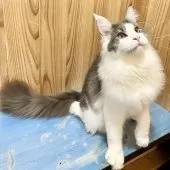 メインクーン【和歌山県・男の子・2025年3月18日・ブルーマッカレルタビー&ホワイト】の写真8