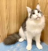 メインクーン【和歌山県・男の子・2025年3月18日・ブルーマッカレルタビー&ホワイト】の写真9