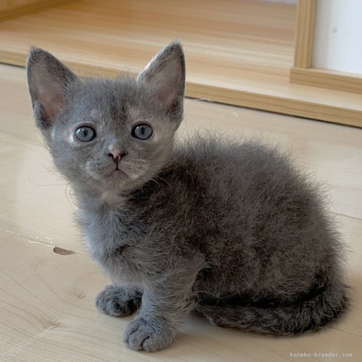 新作 あじさい入り ダークブルー猫ちゃんヘアゴム 新作 あじさい入り