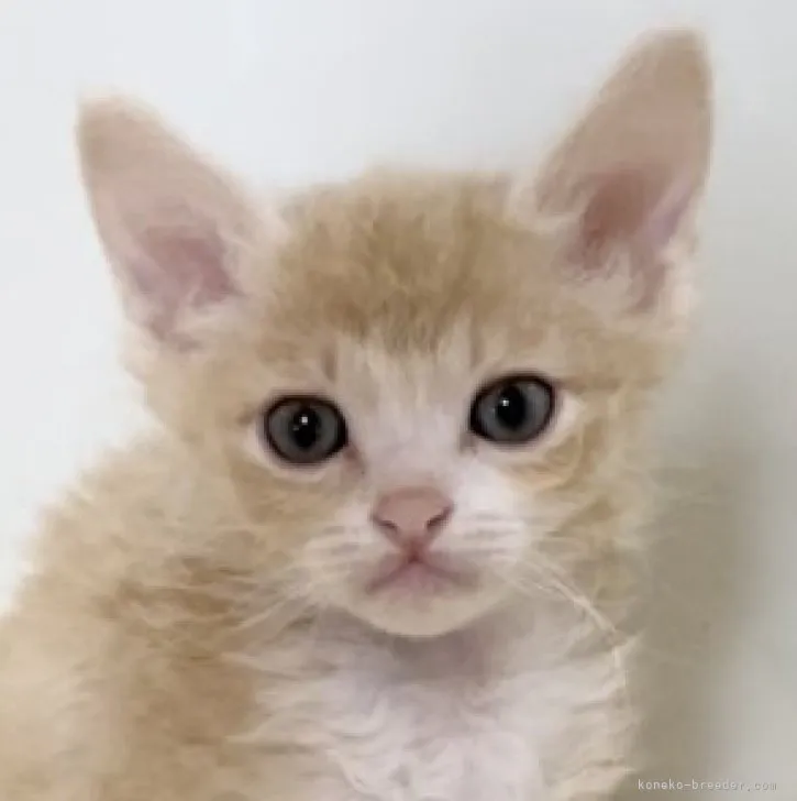 ID:2303-00944の子猫