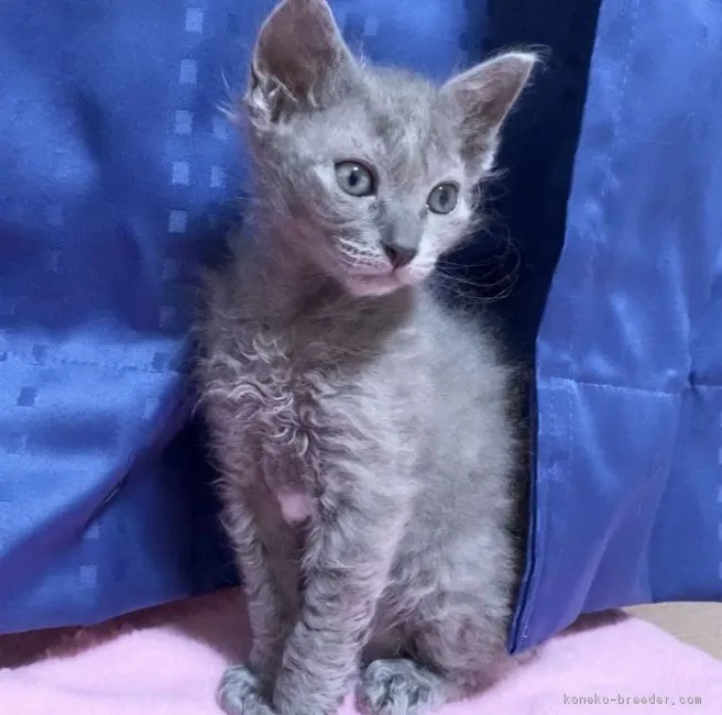 ID：1812-00307の子猫