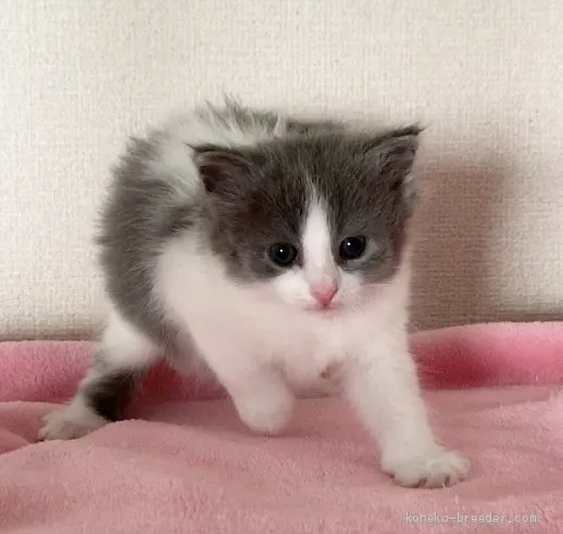 ID：2001-01092の子猫