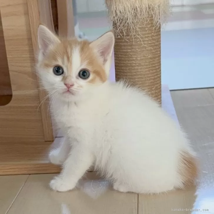 ID:2402-00275の子猫