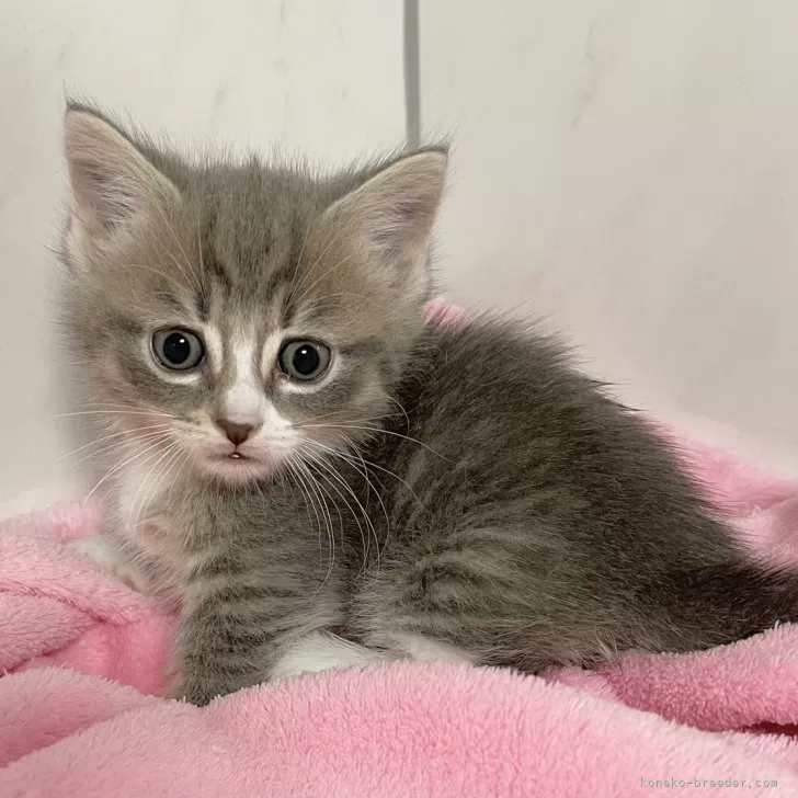 ID:2408-01644の子猫