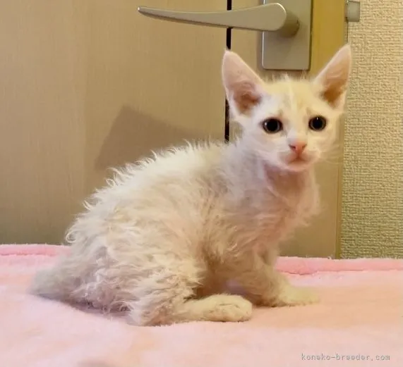 ID：2103-01052の子猫