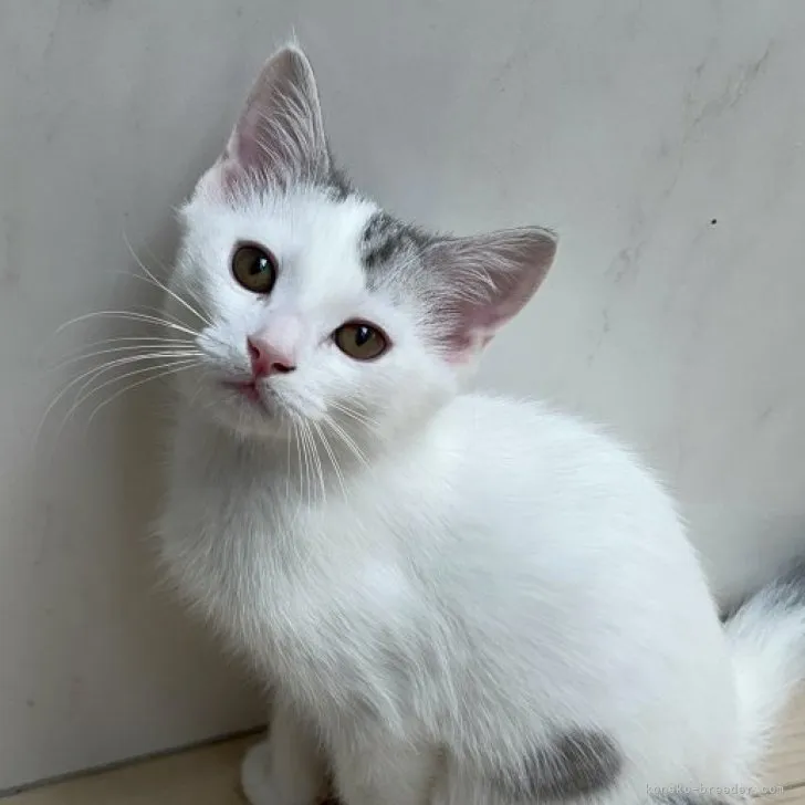 ID：2305-00511の子猫