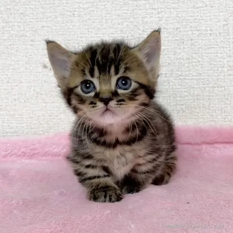 FN 様のお迎えした子猫