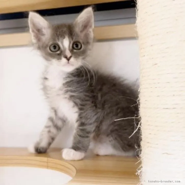 ID：2206-03277の子猫