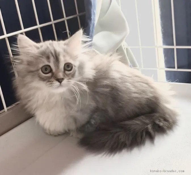ID:2008-01127の子猫