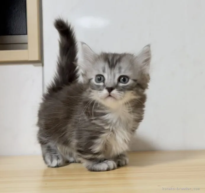 ID：2202-00034の子猫