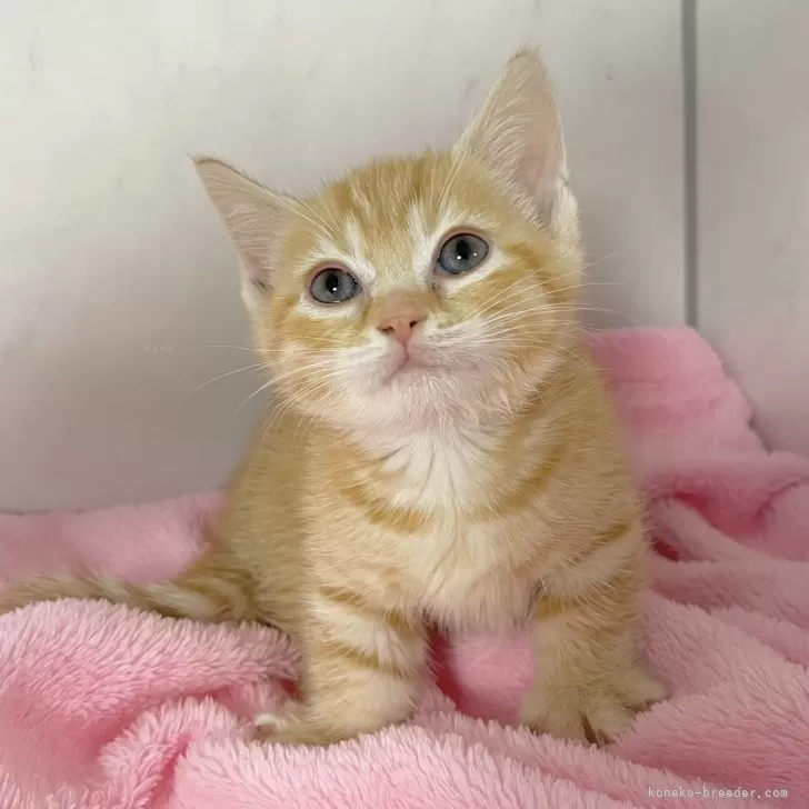 ID:2409-01415の子猫