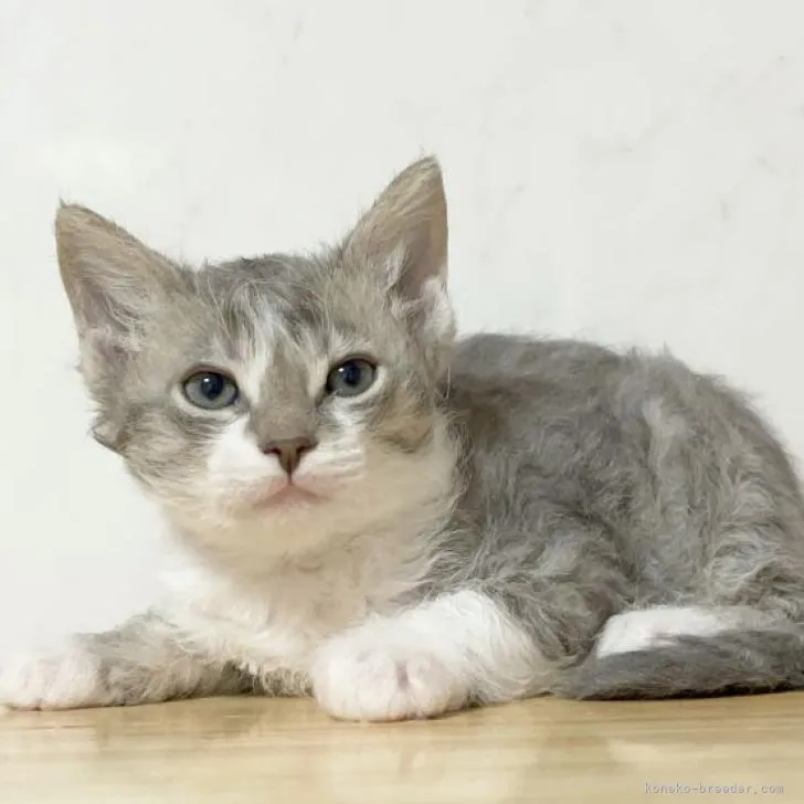 ID：2302-00067の子猫