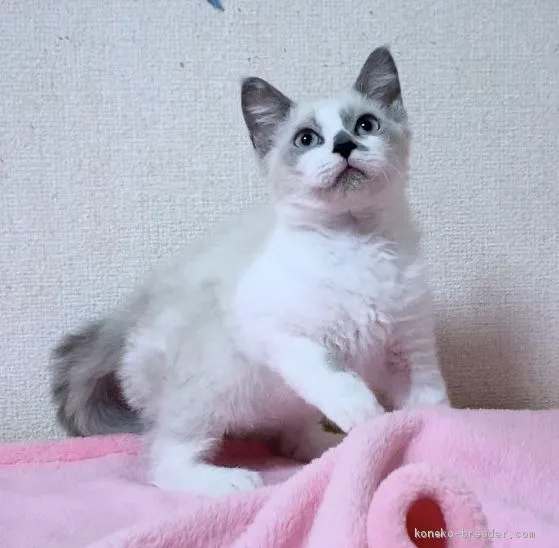 ID：1909-00710の子猫