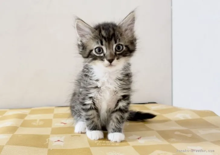 ID:2205-00183の子猫