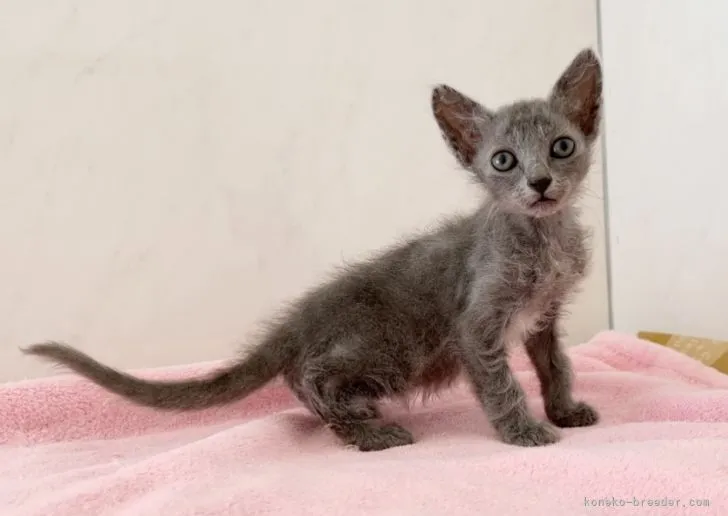 ID：2201-00120の子猫