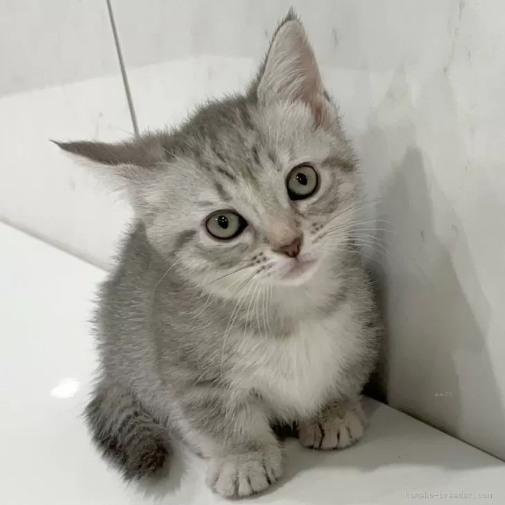 ID:2409-03224の子猫