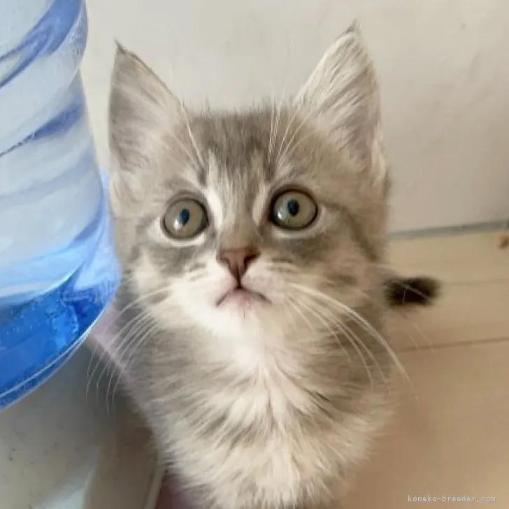 ID:2304-02776の子猫