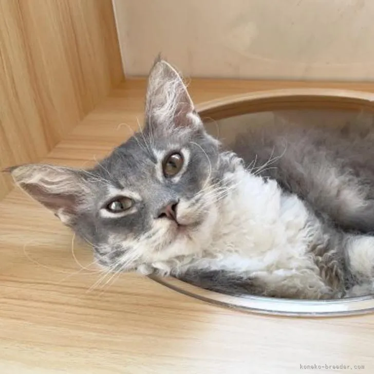 ID：2203-00569の子猫
