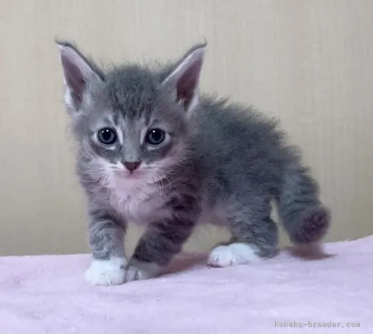 ID:2109-02118の子猫