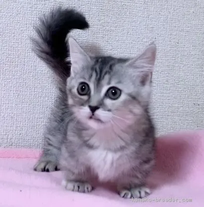 ID:1909-01883の子猫