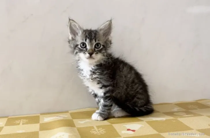 ID：2205-00313の子猫