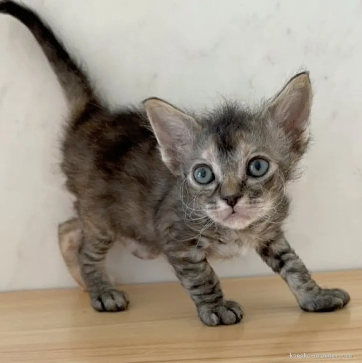 ID：2311-01533の子猫
