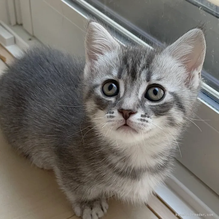 ID:2307-01829の子猫