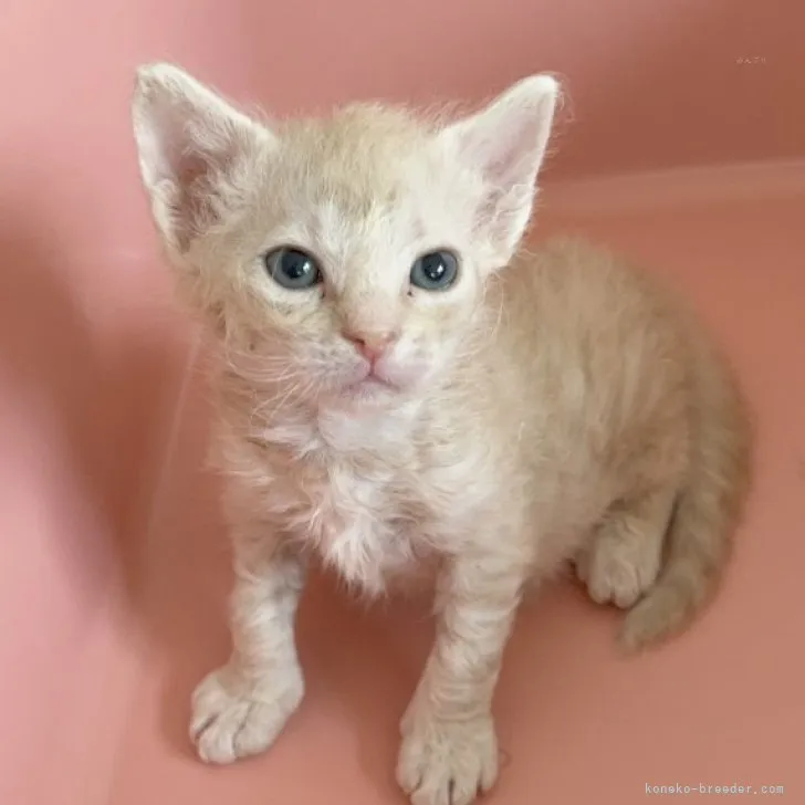 ID：2311-01531の子猫