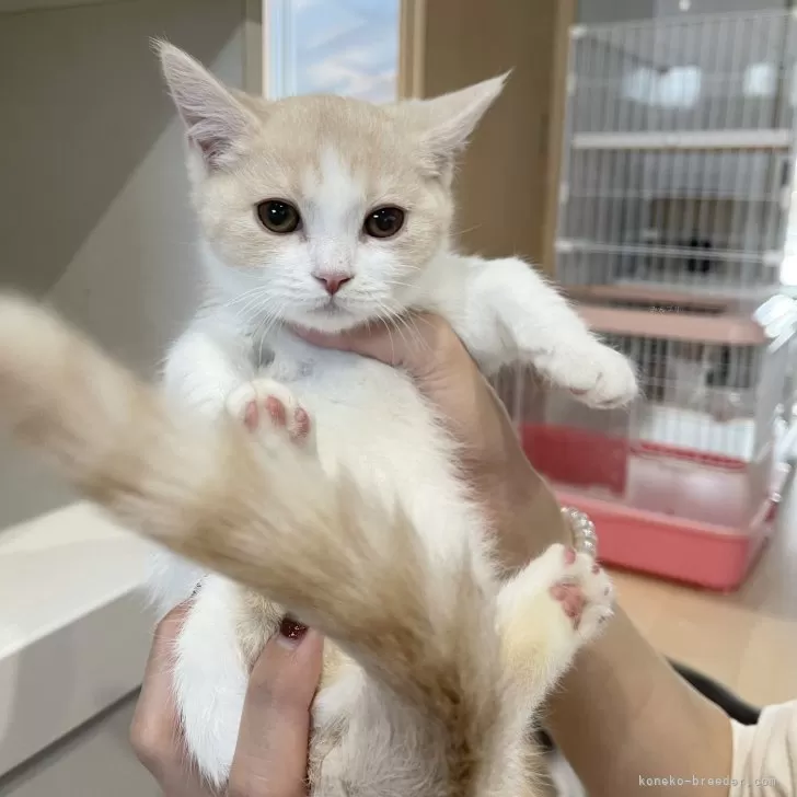 ID：2410-02085の子猫